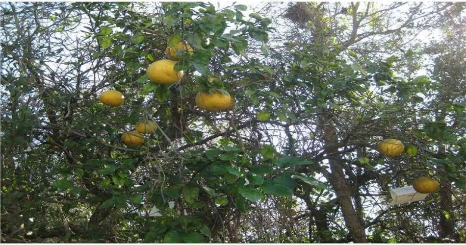 Realtyna, 314 W Calora St, San Dimas, California 91773, ,Vacant land,For sale,W Calora St,L4640657