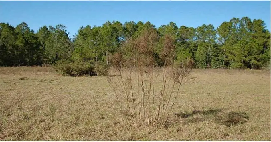 554 Cameron Crest Dr, Los Angeles, California 91765, ,Vacant land,For sale,Cameron Crest Dr,O5210181