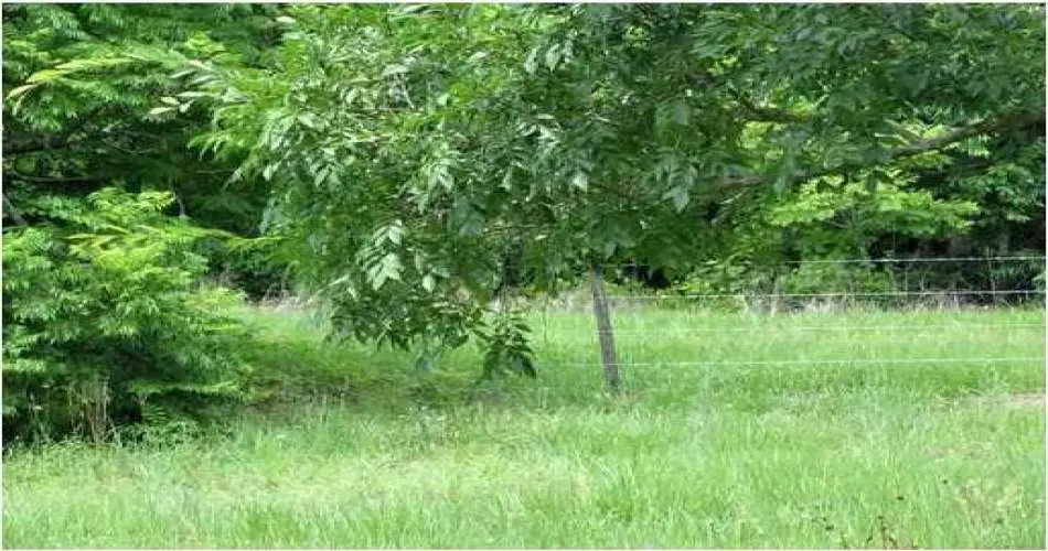 28630 Cruthers Creek Rd, Pearlblossom, Los Angeles, California 93553, ,Vacant land,For sale,Cruthers Creek Rd,T2420719