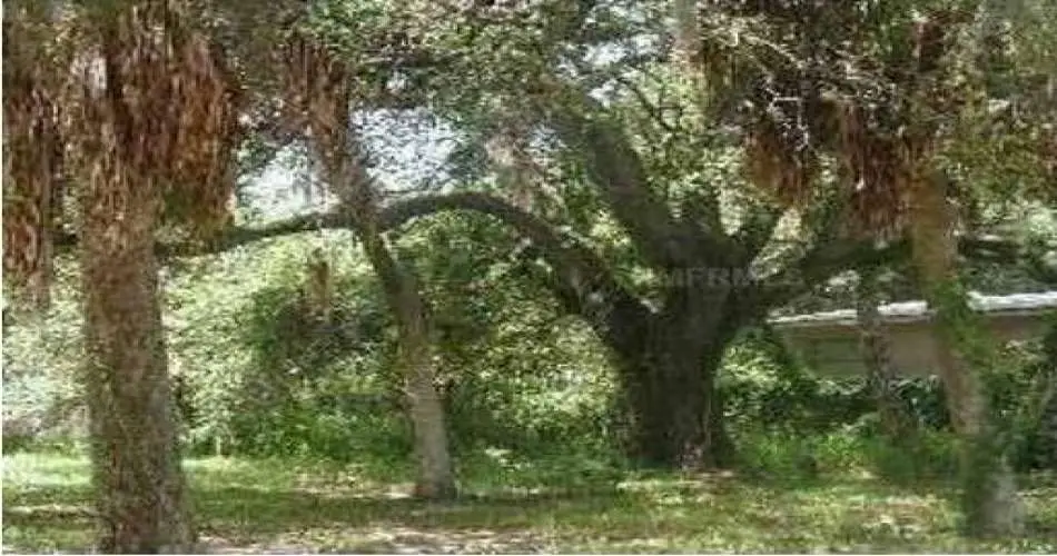 2409 E Glenoaks Blvd, Glendale, Los Angeles, California 91206, ,Vacant land,For sale,E Glenoaks Blvd,A3918346