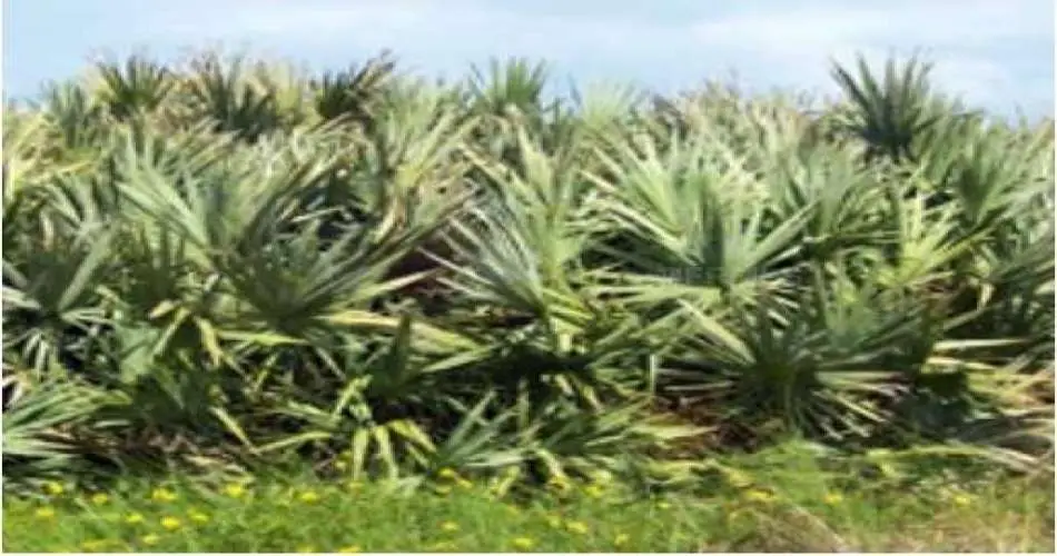 10646 Sunnybrook Ln, Whittier, Los Angeles, California, United States 90604, ,Vacant land,For sale,Sunnybrook Ln,C6993516