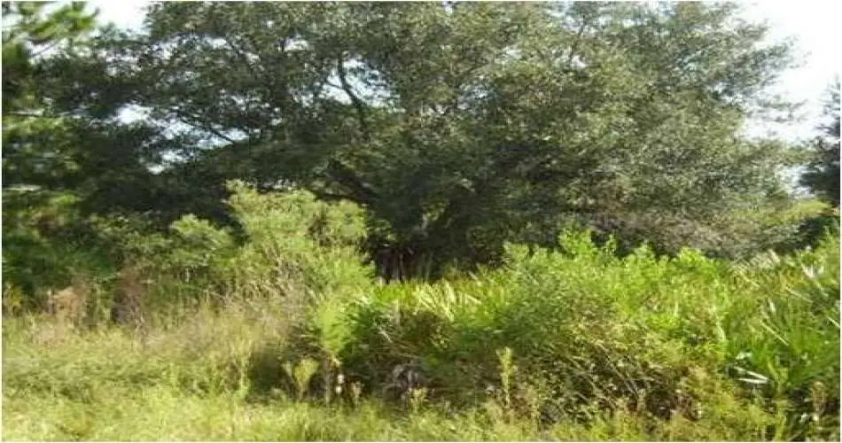 830 E 95th St, Los Angeles, Los Angeles, California, United States 90002, ,Vacant land,For sale,E 95th St,C7023879