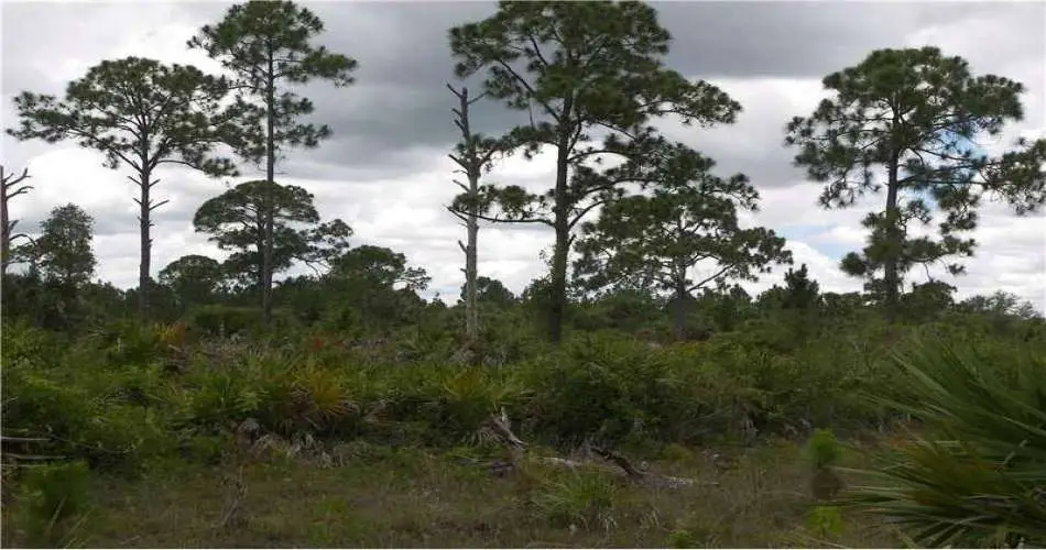 7315 Elsie St, Los Angeles, Los Angeles, California 90001, ,Vacant land,For sale,Elsie St,C7044408