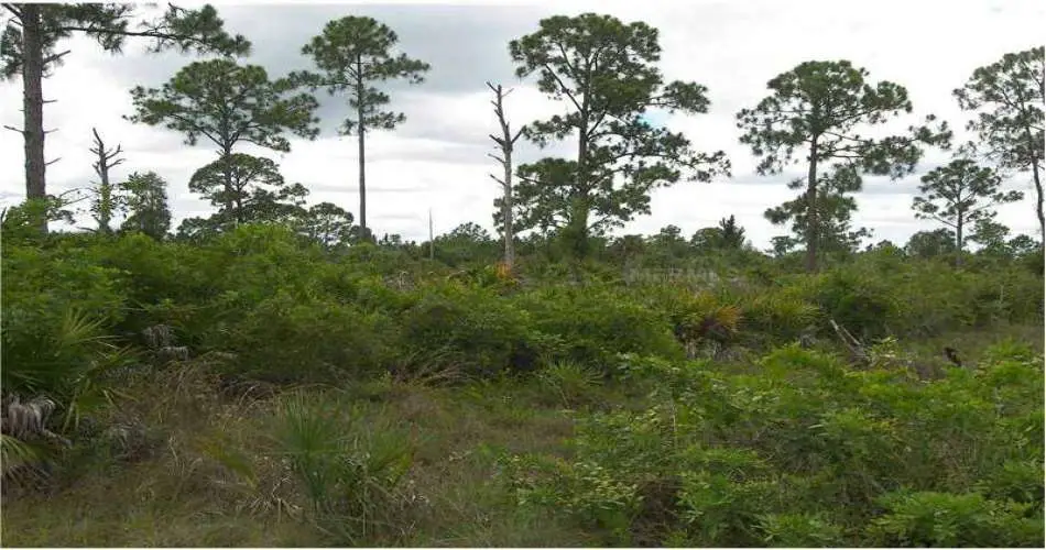 7315 Elsie St, Los Angeles, Los Angeles, California 90001, ,Vacant land,For sale,Elsie St,C7044408