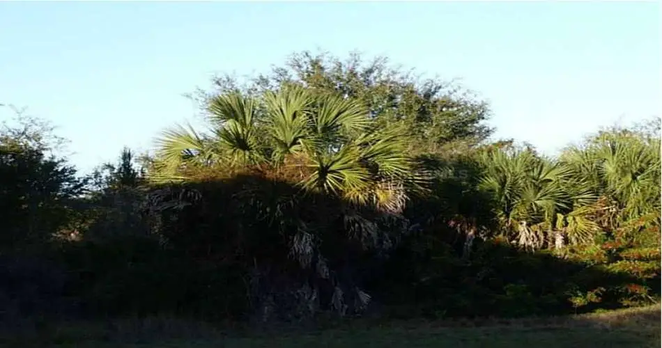 223 E Hyde Park Blvd, Inglewood, Los Angeles, California 90302, ,Vacant land,For sale,E Hyde Park Blvd,C7052410