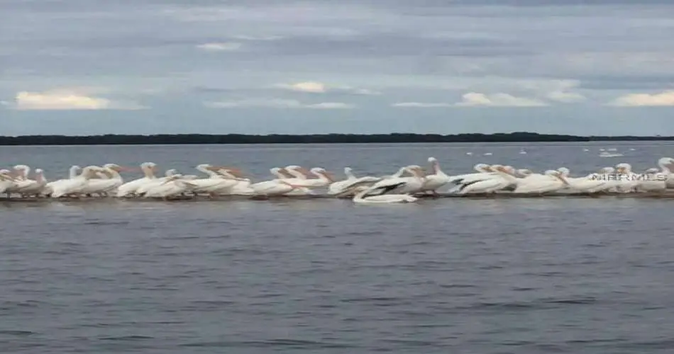 Realtyna, Van Nuys, Los Angeles, California 91496, ,Vacant land,For sale,D5785139