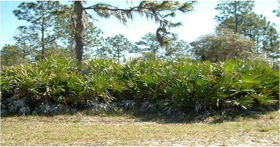 Whittier, Los Angeles, California 90612, ,Vacant land,For sale,P4629636