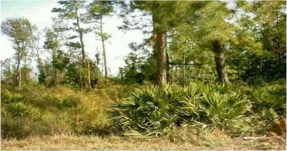 19524 Fariman Dr, Carson, Los Angeles, California 90746, ,Vacant land,For sale,Fariman Dr,S4666165