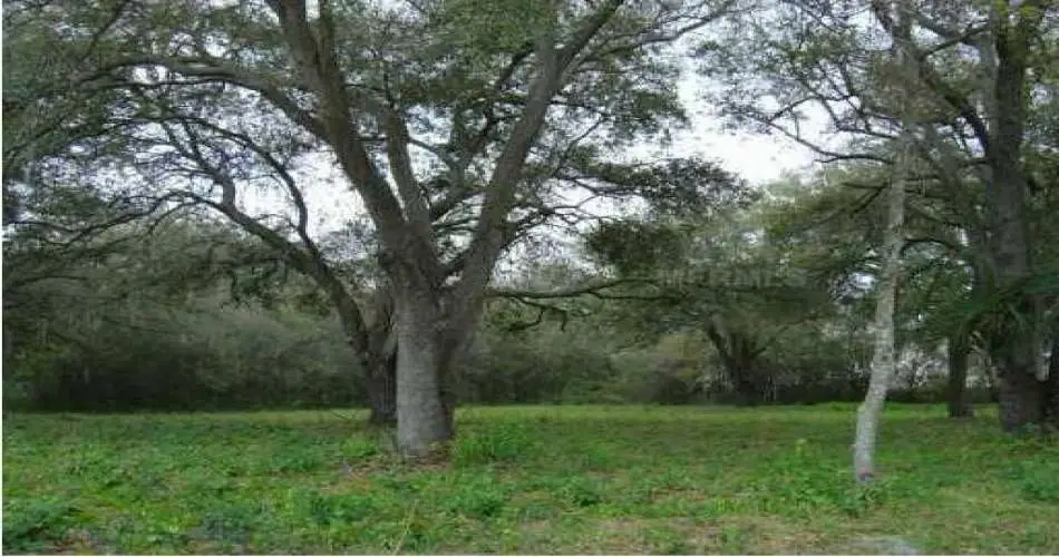 Long Beach, Los Angeles, California 90847, ,Vacant land,For sale,T2147691