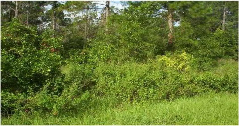 7019 Alabama Ave, Canoga Park, Los Angeles, California 91303, ,Vacant land,For sale,Alabama Ave,T2519520