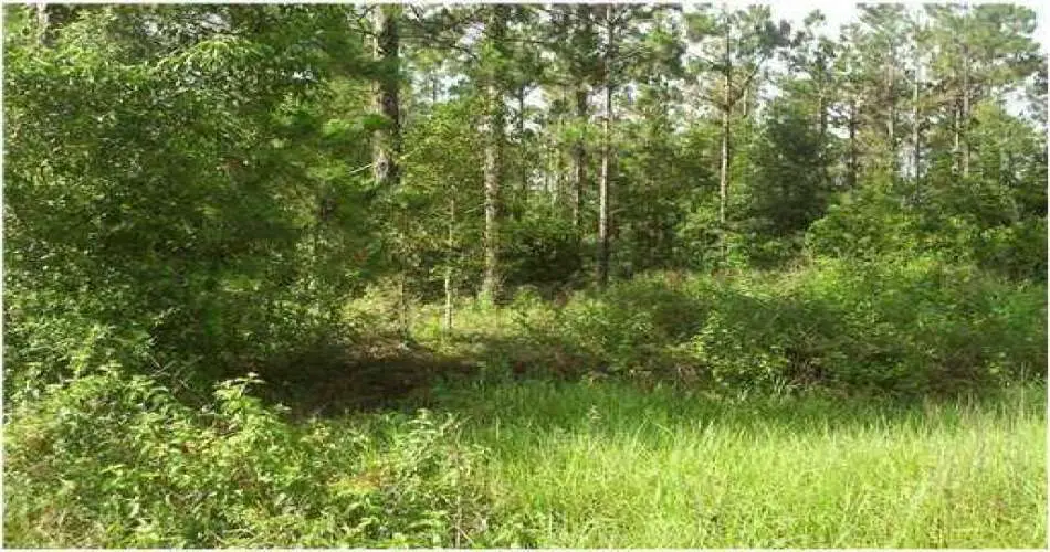 7019 Alabama Ave, Canoga Park, Los Angeles, California 91303, ,Vacant land,For sale,Alabama Ave,T2519520