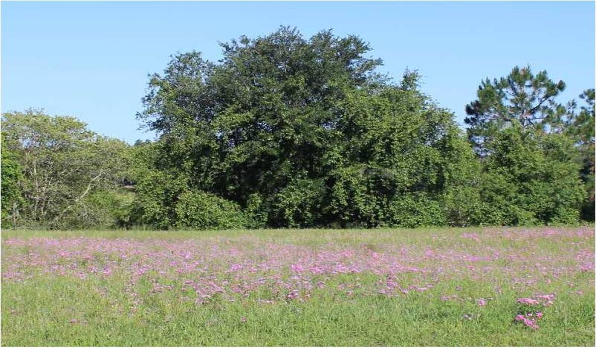 Realtyna, 24463 Valley St, Newhall, Los Angeles, California 91321, ,Vacant land,For sale,Valley St,G4694332