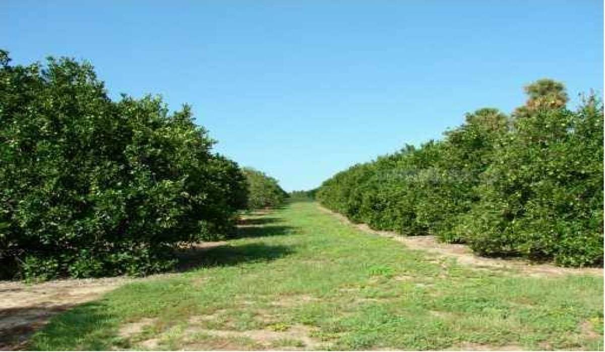 4220 Don Ortega Pl, Los Angeles, Los Angeles, California 90008, ,Vacant land,For sale,Don Ortega Pl,G4699439